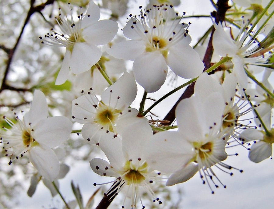 Natural Bouquet