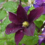 clematis with raindrops