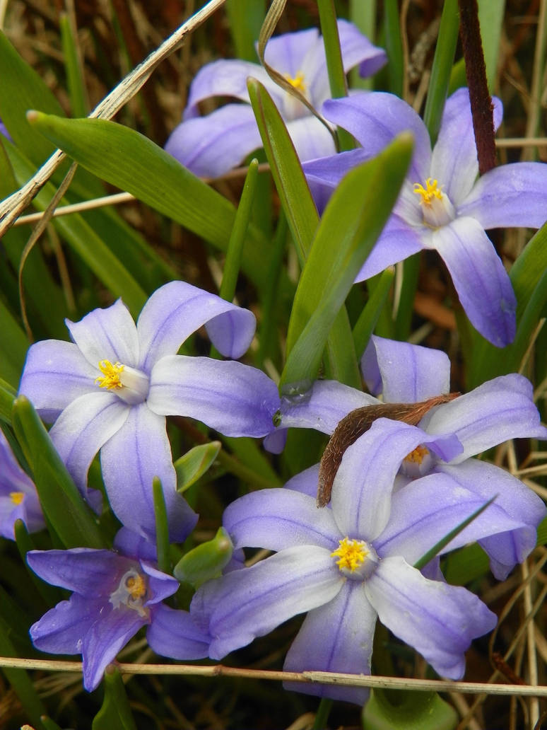 blue spring 1 by echeveria on DeviantArt