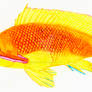 Pseudanthias squamipinnis f, sea-goldie