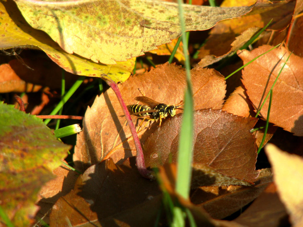 Wasp in the leaves