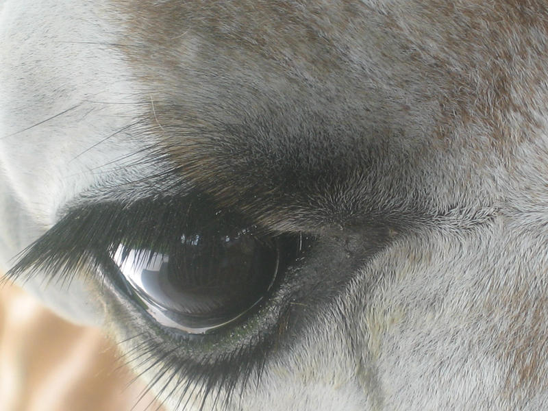 wht beautiful eyes by werewolf125 on DeviantArt