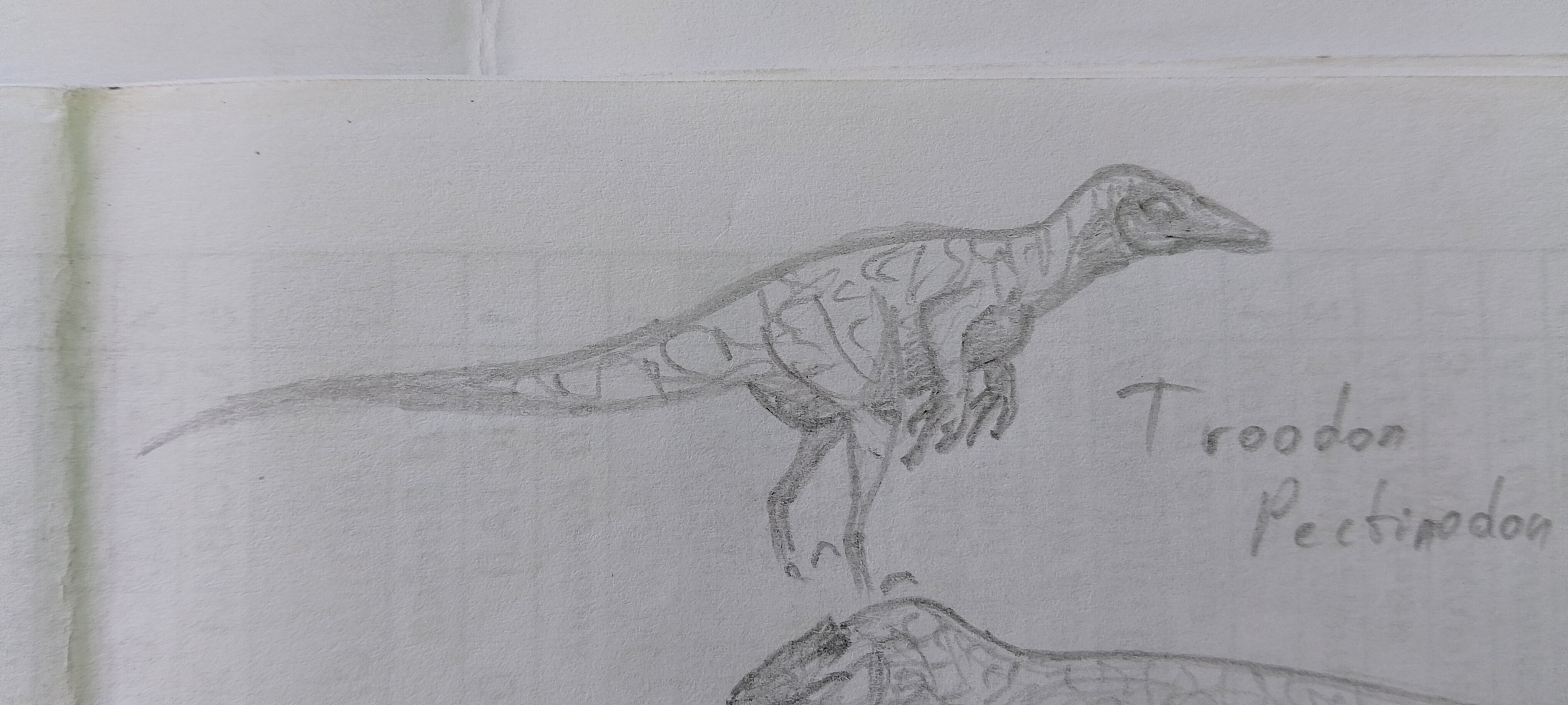 Pectinodon troodon pectinodon by Short33 on DeviantArt