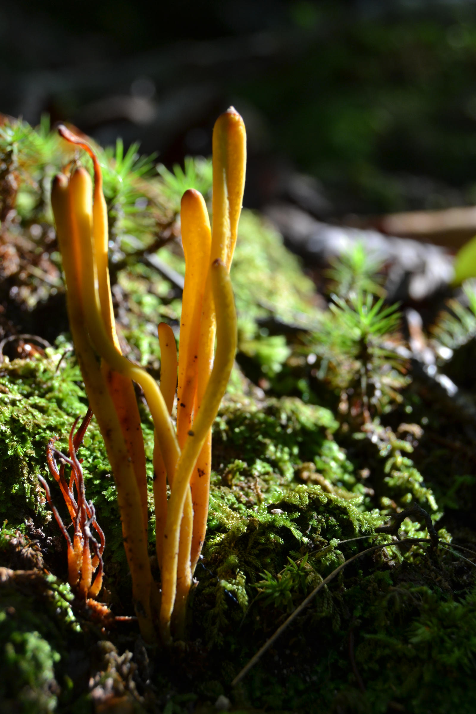 clavulinopsis