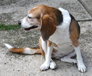 old beagle