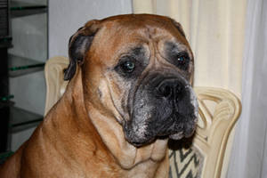 old bullmastiff Jeannie