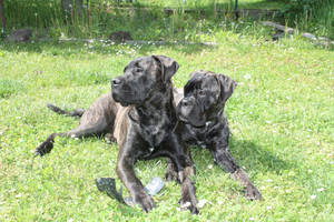 bullmastiff puppies Ari and Niki