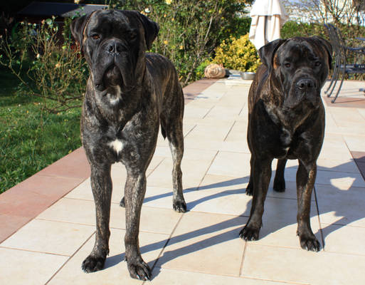 Bullmastiff brothers