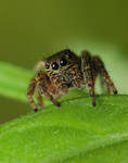 Zebra spider by decmeister