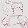 dingo's horse anatomy rules (it does)