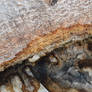 karebear-stock wooden texture 3