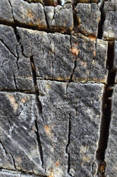 karebear-stock bark texture 1