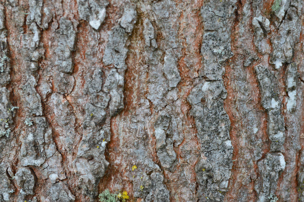 karebear-stock bark texture 2