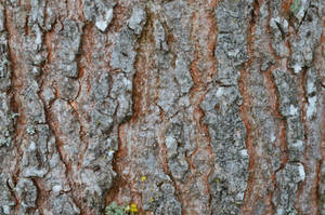 karebear-stock bark texture 2