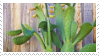 2 / cactus stamp