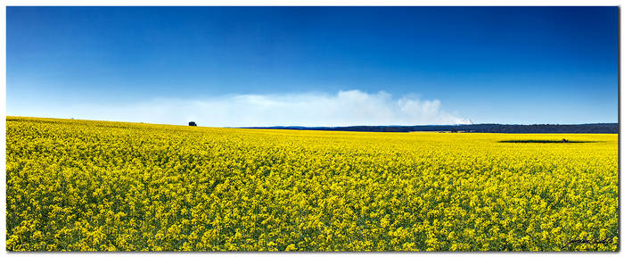 Canola Fields