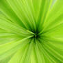 Strands of Green