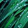 Morning Dew
