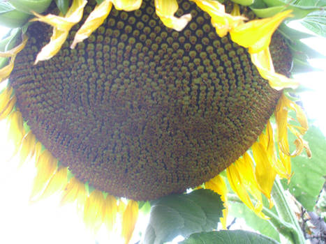 giant sunflower:D