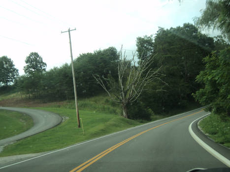 the creepy tree