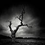 The Last Tree