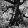 Tree of Sorrow...