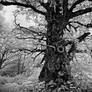 Ent