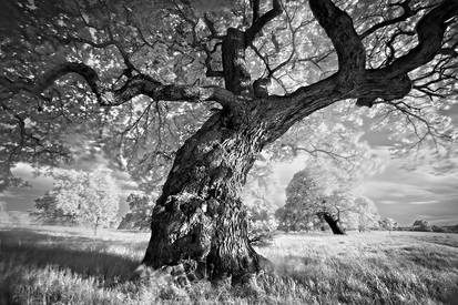 Portrait of Tree