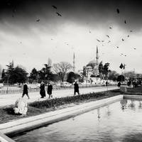 Istanbul Birds