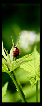 The Ladybug II