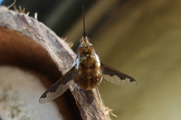 Bee fly.