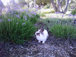 Bunny! (S)he's looking this way!