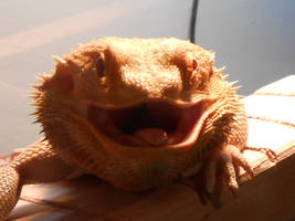 Basil's big mouth!
