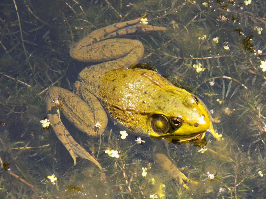 Perfect bullfrog photo! by kingdragon01 on DeviantArt