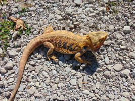 Blaze walks on the rocks