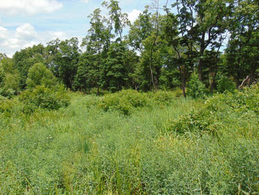 Prairie and forest view