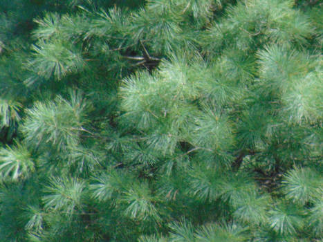 Fluffy pine tree