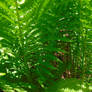 Fern forest