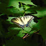 swallowtail butterfly