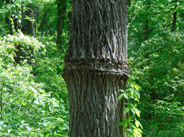 Tree with strange band