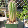 Cardon cactus in sunshine