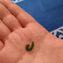 Little green caterpillar