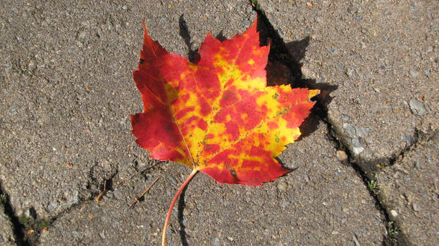 a fall leaf