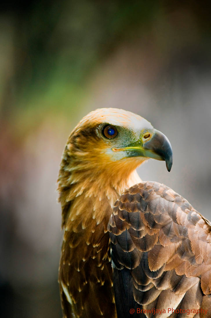 Javanese Eagle bigger size by brawijaya on DeviantArt