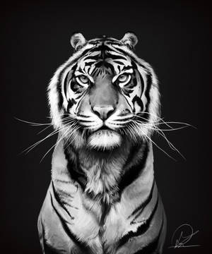 Tiger by PaulDarkdraft Tiger by PaulDarkdraft