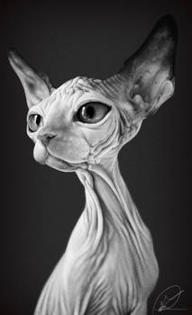 Sphynx