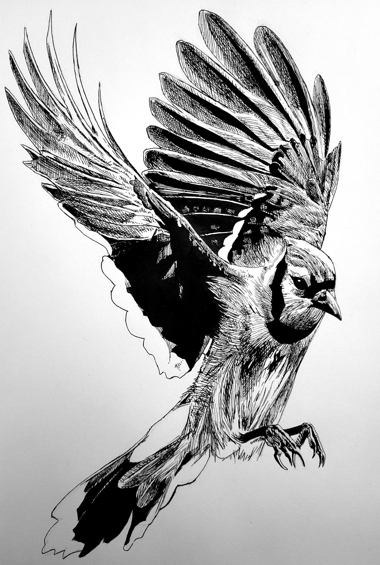 Deviantart Bird Designs bird by PaulDarkdraft on DeviantArt