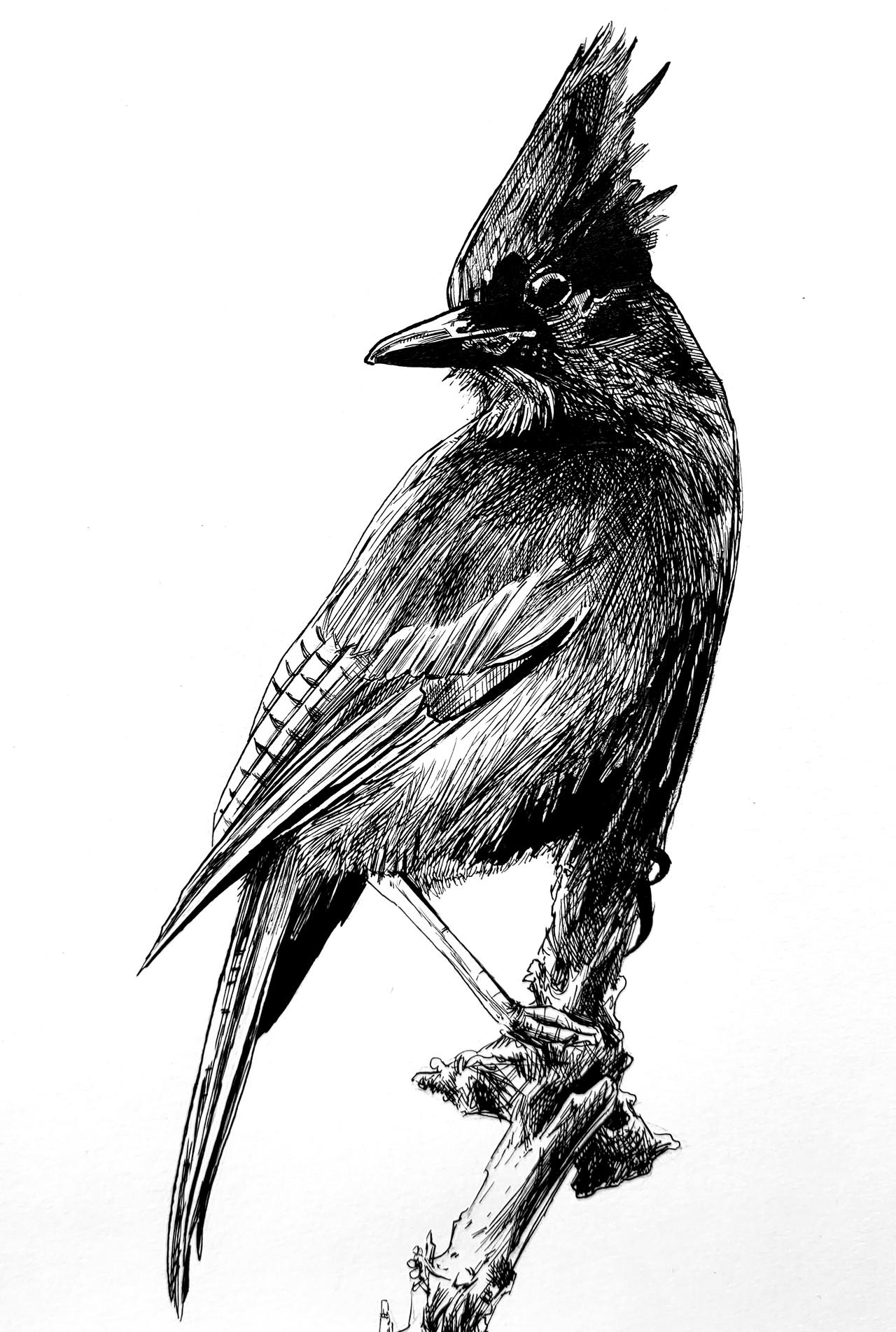 Birds Deviantart bird by PaulDarkdraft on DeviantArt