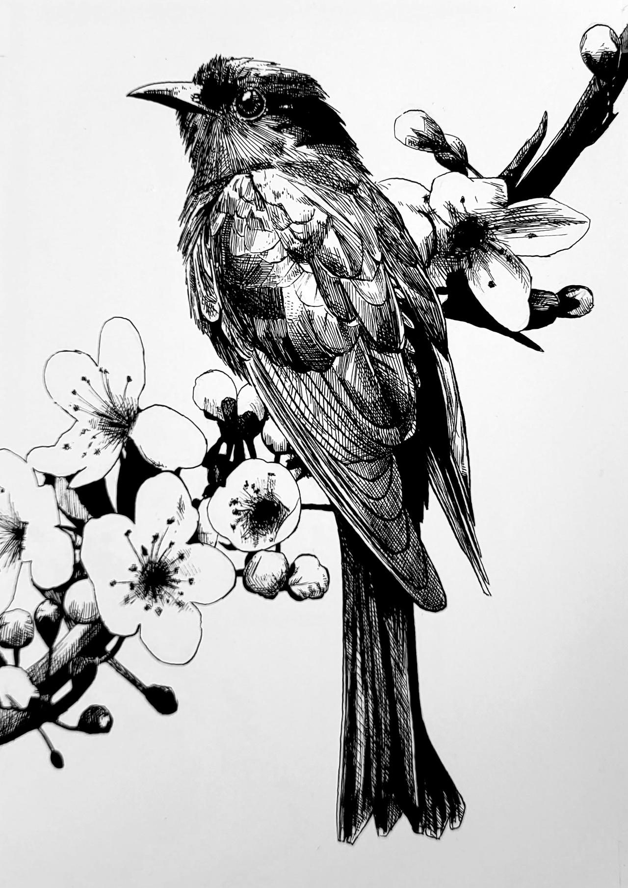 Birds Deviantart bird by PaulDarkdraft on DeviantArt
