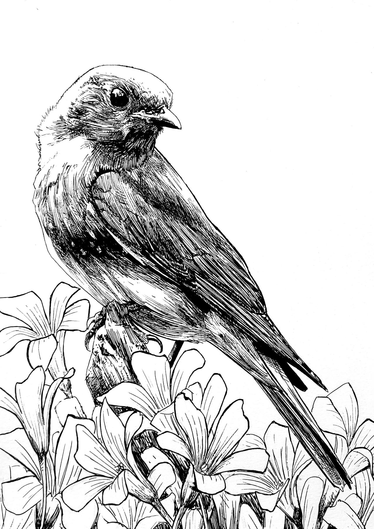 Deviantart Bird Designs bird by PaulDarkdraft on DeviantArt